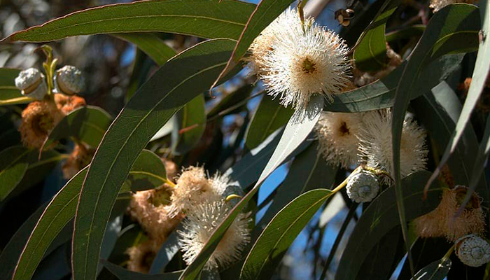 Fotografía para artículo sobre las propiedades medicinales de la hoja de eucalipto, para el blog de topfarma.