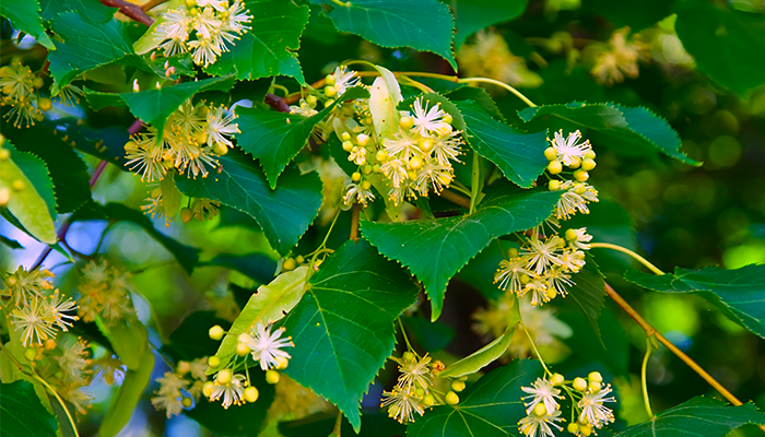 Fotografía para artículo sobre las propiedades medicinales de la tila, para el blog de topfarma.